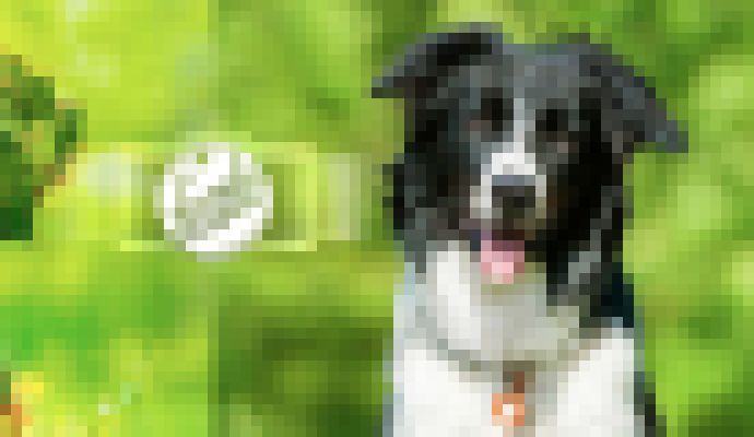 Photo Aplikácia Microsoft Fetch! rozpozná plemená psov. Vyskúšajte, nakoľko je presná 