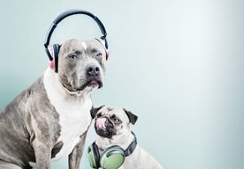 Photo CZ: Dvojica slúchadiel Trust na počúvanie hudby a volný čas 