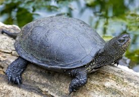 Photo Ohrozenú korytnačku močiarnu pomôžu zachrániť slovenské technológie