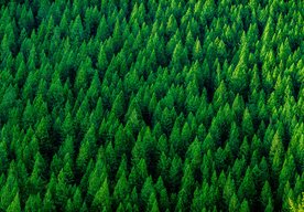 Photo Výsadba biliónov nových stromov planétu nezachráni. Existuje lepší spôsob